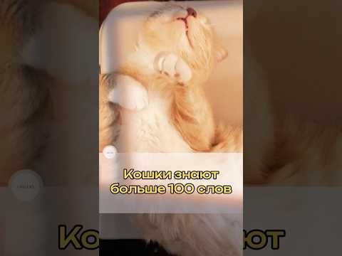 КОШКИ ЗНАЮТ БОЛЬШЕ