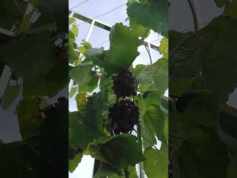 Thu hoạch nho kẹo. quả bói nên nhỏ xíu #duocsitho #chamsocsuckhoechudong