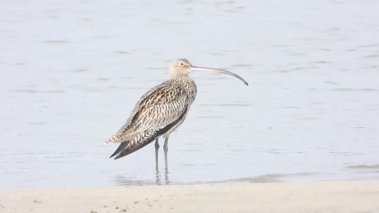 ホウロクシギ　佐波川河口