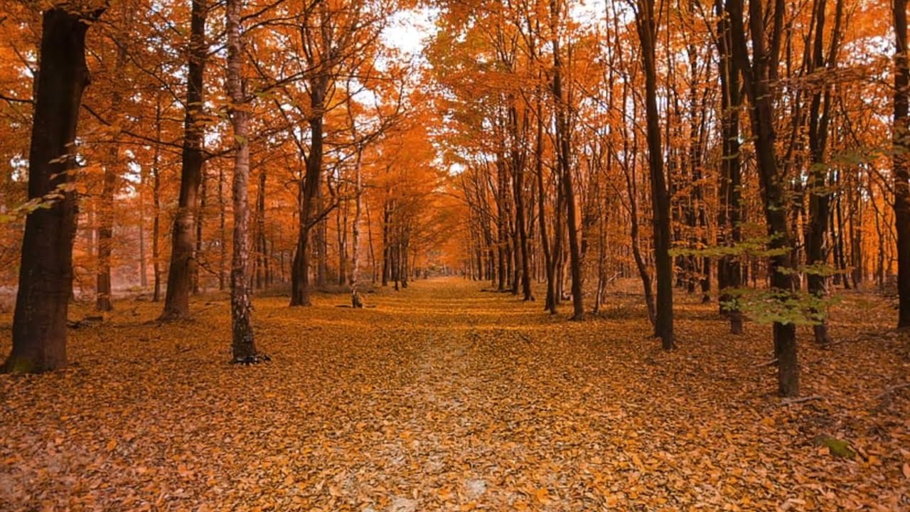 Gothic Melancholy "Autumn Notes drawn with Tears"