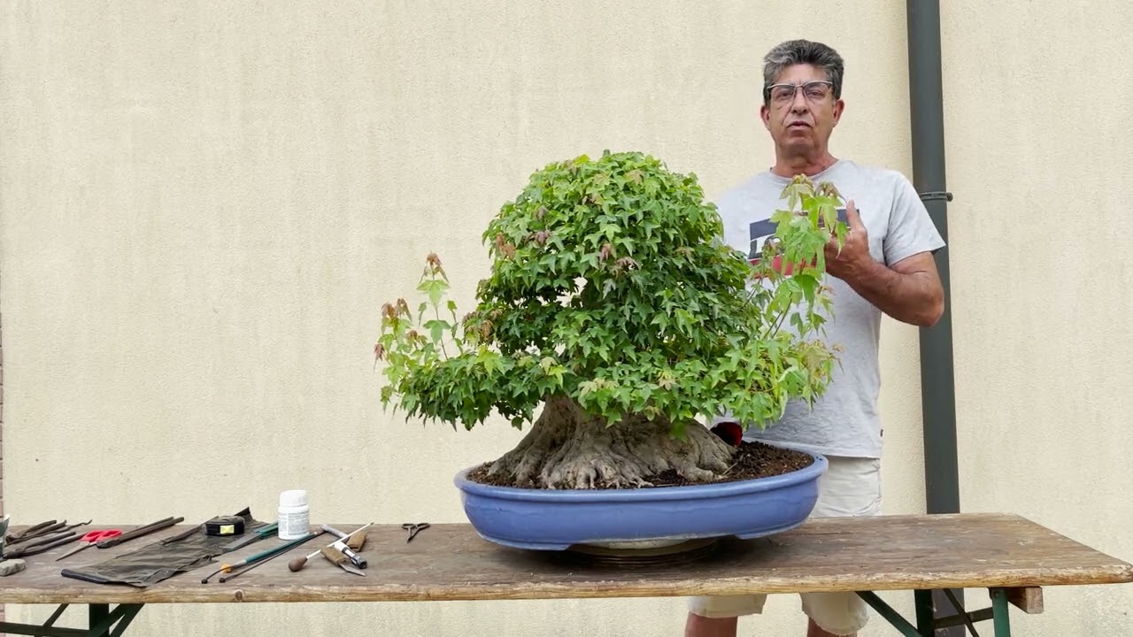 Defogliazione degli Aceri? SI o NO?