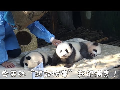 《熊貓早晚安》五星！今天的“頭部按摩”我很滿意 | iPanda熊貓頻道