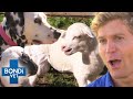 Emergency Blood Transfusion For Orphan Lamb Who S Adopted By Dog Bondi Vet Clips Bondi Vet