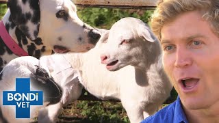 Emergency Blood Transfusion for Orphan Lamb Who's Adopted By Dog ❤ | Bondi Vet Clips | Bondi Vet