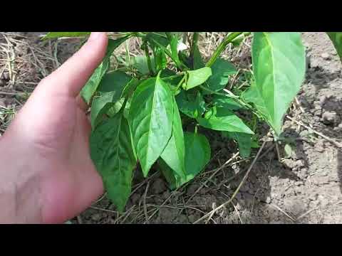 Video: Piparu augs neražo - iemesli, kāpēc piparu augam nav ziedu vai augļu