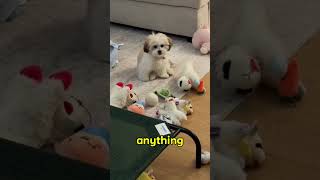 Why Dogs Sit Without Reason 🐕