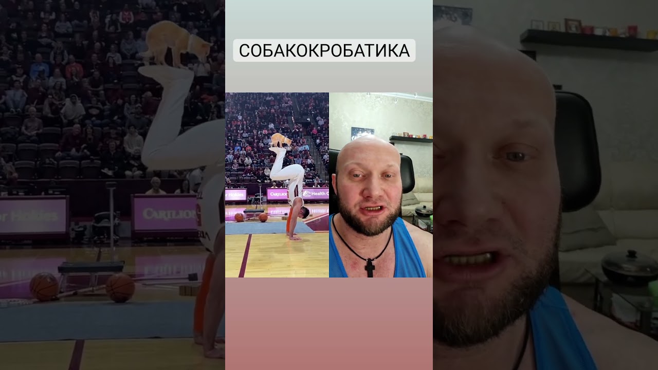 Собако акробатика, новый вид спорта для любителей спорта и собак