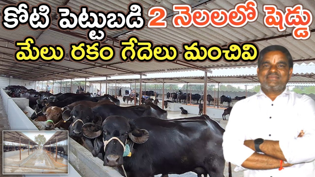 మేలు రకం గేదె ఇవ్వాలి Countryside dairy farms @MalleshAdla