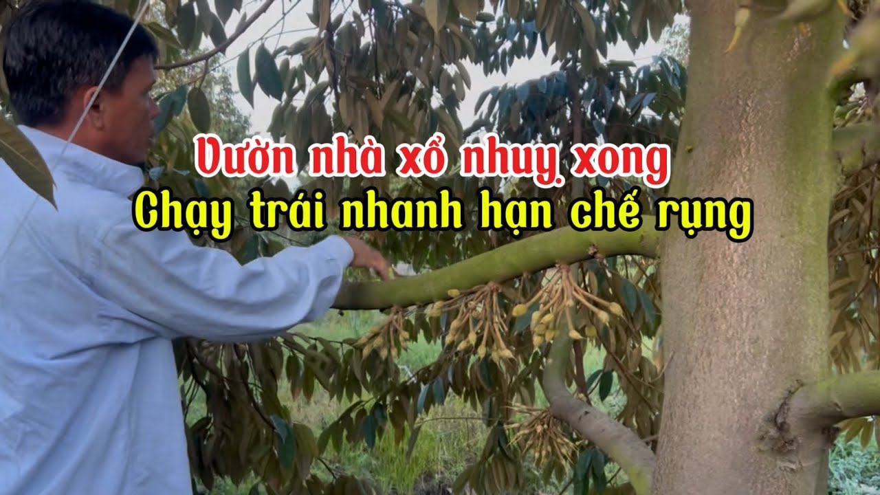 Tập 105 Vườn nhà ri6 xổ nhụy xong đang chạy trái cần chú ý những gì.