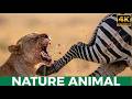 Big Cat Kingdoms | Lions, Leopards, and Africa’s Deadliest Rivers | Nature Animal Documentary