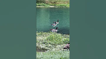 August 22 2025 I Have A Wonderful Day Watching The Swimming Geese 