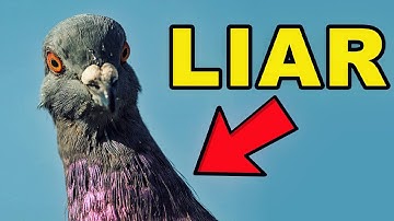 Birds Aren