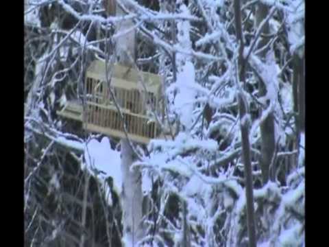 Западки для ловли птиц своими руками фото 362