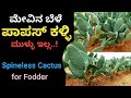 ಮೇವಿನ ಬೆಳೆ ಪಾಪಸ್ ಕಳ್ಳಿ | Spineless Cactus For Fodder | Fodder Crop Cactus | Fodder Crops in Kannada