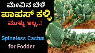 ಮೇವಿನ ಬೆಳೆ ಪಾಪಸ್ ಕಳ್ಳಿ | Spineless Cactus For Fodder | Fodder Crop Cactus | Fodder Crops in Kannada