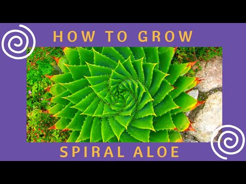 Video: Ce este o plantă de aloe în spirală – Cum să crești o suculentă de aloe în spirală