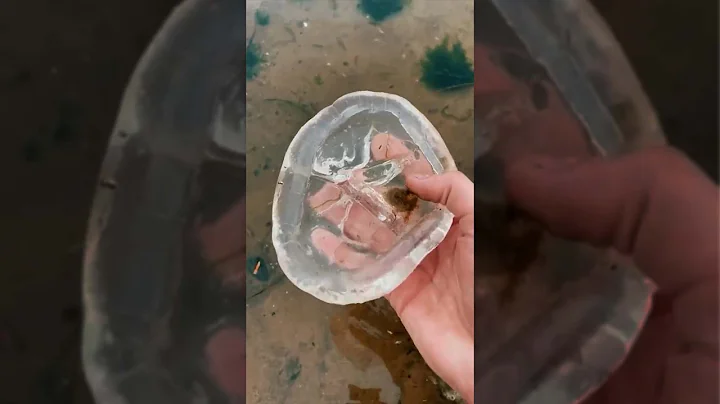 Try Not to Smile | Rescuing Cute Sea Animals