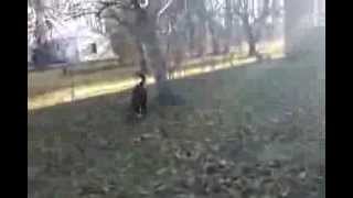 K9 Alex Muzzle Article Search