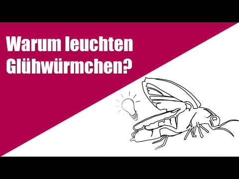Warum leuchten Glühwürmchen? - Einfach erklärt! - Lern- und Erklärvideo für Grundschul-Kinder.