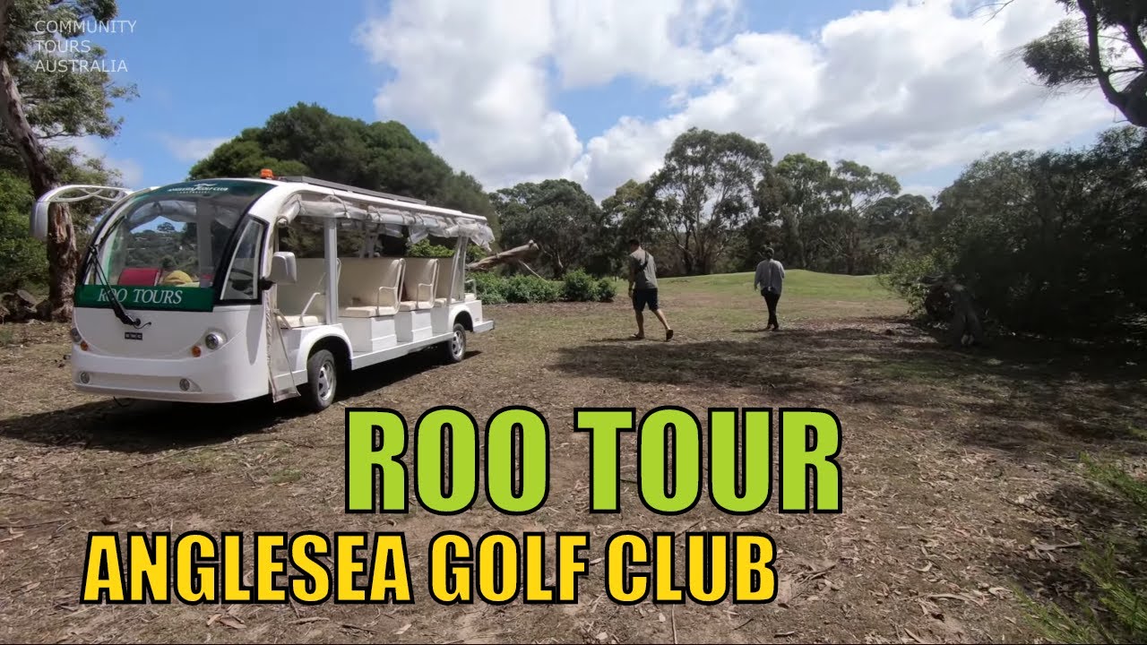 anglesea golf course kangaroo tour