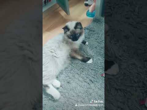 Wideo: Anemia Z Powodu Niewydolności Szpiku Kostnego (lub Toksyczności) U Kotów