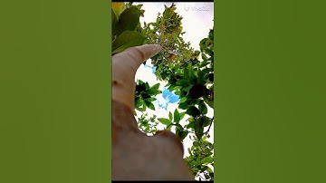 راحة نفسية القارئ عبد الرحمن مسعد. اكتب شيء تؤجر عليه 🌼😊