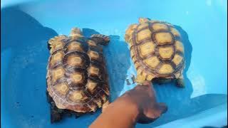 OH TERNYATA BEGINI !!! KENAPA ADA KURA KURA SULCATA MURAH DAN MAHAL !! UPDATE HARGA KURA DARAT KITA