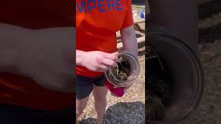 Our Caterpillar Friend Has Become A Erfly