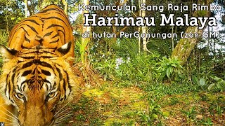 Kemunculan Sang Raja Rimba | Edisi Hidupan Liar zon GM