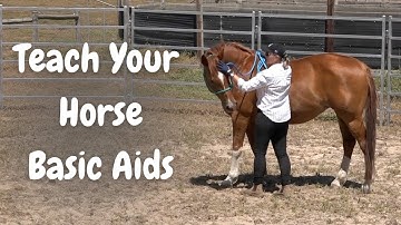 How Does Groundwork Relate To Riding?