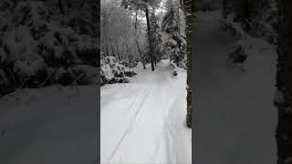 My First Glades Trail, feeling at home  #snowboarding #Snowboard #Glades #Woods #Powder Wealth