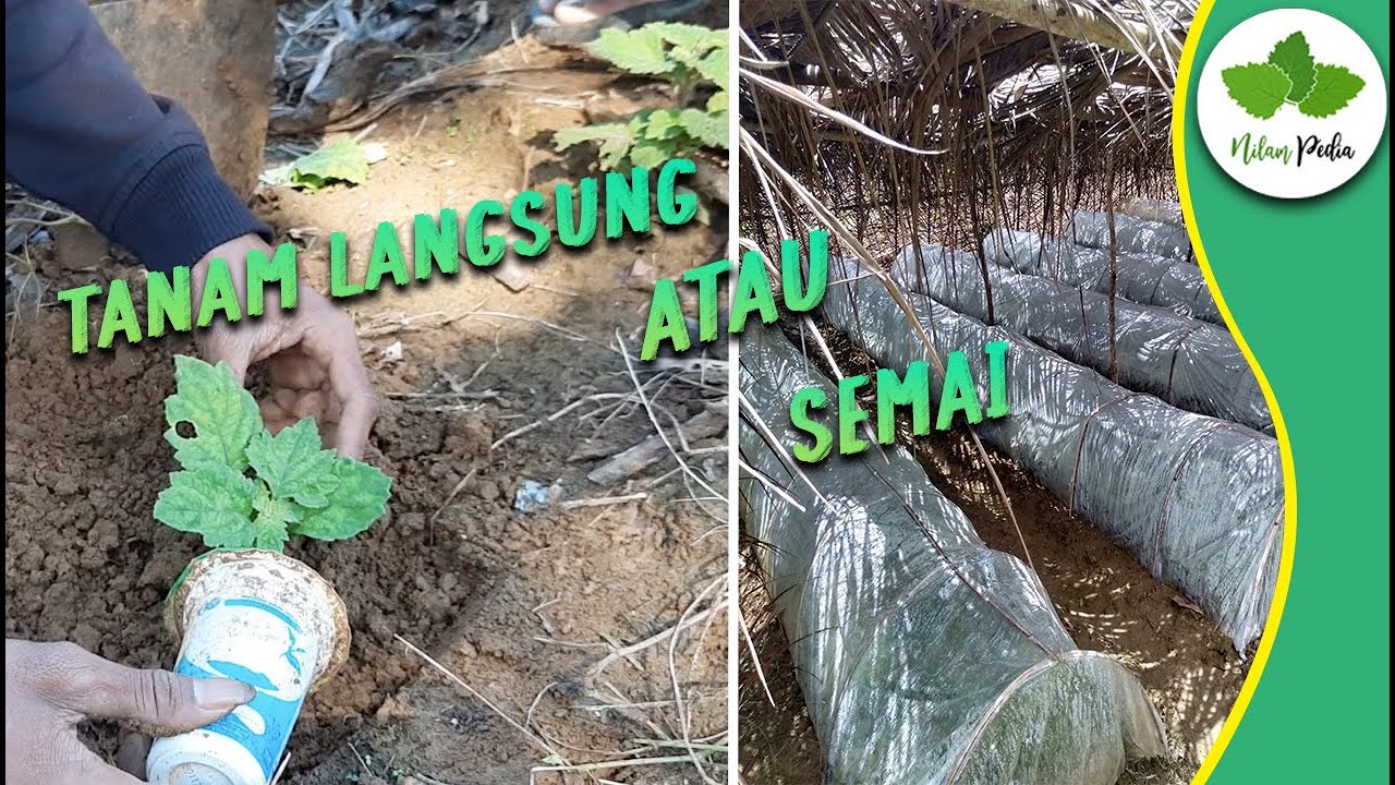 9. Semai atau Tanam Langsung