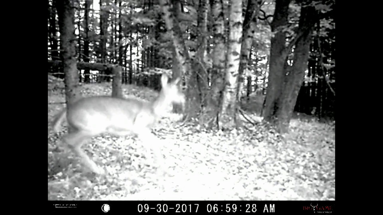 Dead Ringer Just Nasty 🦌 