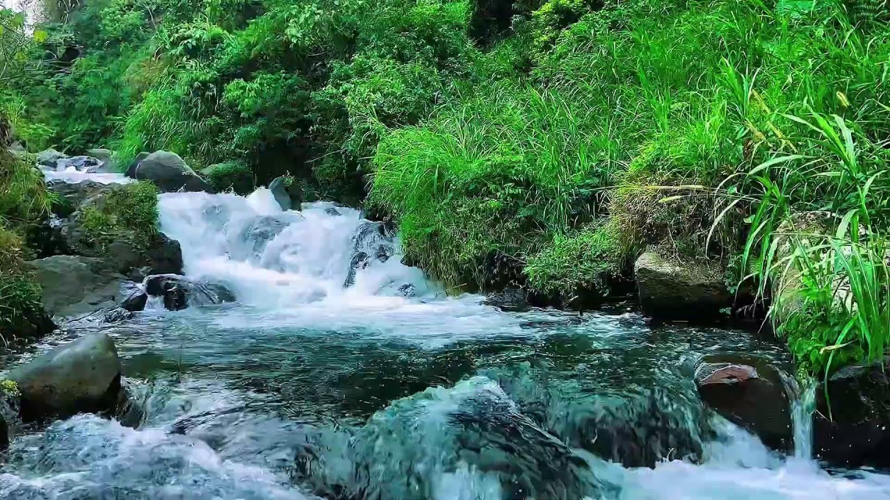 Natural Flowing Forest River, Mountain Stream Sounds, Sleep