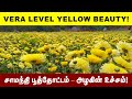 சாமந்தி பூத்தோட்டம் Visit| Color Explosion! 😍 | Karikalavakkam #boattv