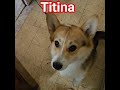 Il biscottino a Titina la pestifera