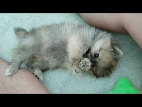 사랑이 애교 (포메라니안, 포메라니안 새끼)