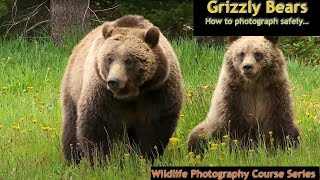 Photographing Wyoming Grizzly Bears  Wild Photo Adventures