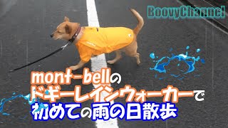 初めての雨散歩 Mont Bellのドギーレインウォーカーは使いやすい 雑種犬 33 Youtube 初めての雨散歩 Mont Bellのドギーレインウォーカーは使いやすい 雑種犬 33 Youtube