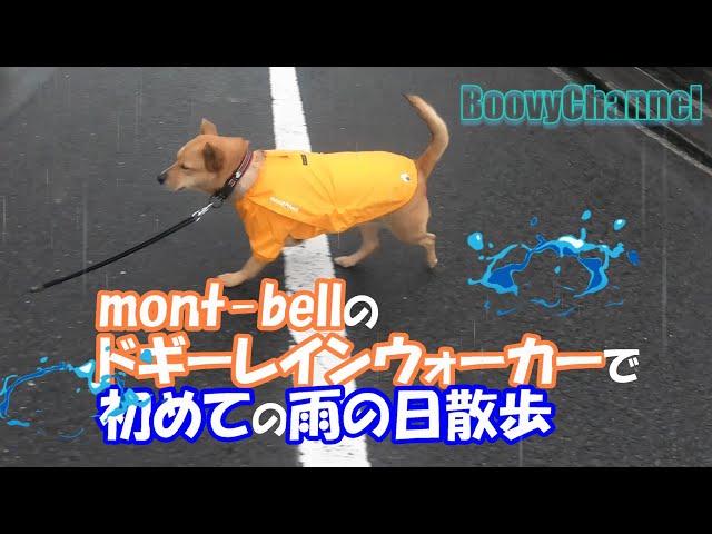 初めての雨散歩】mont-bellのドギーレインウォーカーは使いやすい