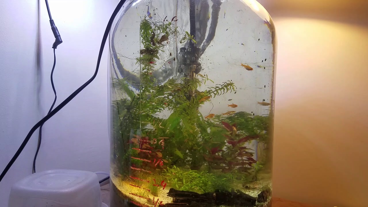 Ember Tetra in Red Cherry Shrimp Tank 3 week update - YouTube