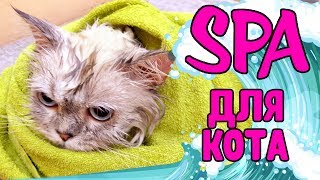 СПА САЛОН для КОТА! Как Макс отреагирует на груминг? ► OrionaLife СПА САЛОН для КОТА! Как Макс отреагирует на груминг? ► OrionaLife