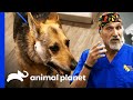 16 Year Old Dog Has Huge Tumor On Her Face | Dr. Jeff: Rocky Mountain Vet