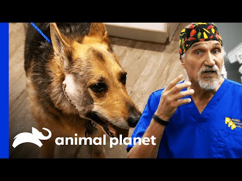 16 Year Old Dog Has Huge Tumor On Her Face | Dr. Jeff: Rocky Mountain Vet