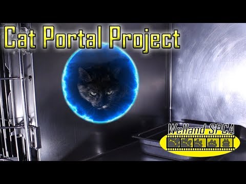 Cat Portal Project | Cage Portal Renovation