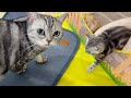 赤ちゃん子猫『影の軍団くろ』とあい様、初のご対面💓