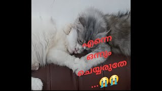 Mutta potticha Juliyum....😱. samadanippikkan vanna Jackum...🤪 #amazing #cat #funny #entertainment