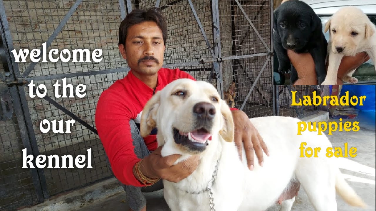 Visit to dog kennel Bareilly visit to the our kennel kennel tour
