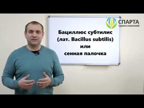 Что такое Бациллюс субтилис? (лат. Bacillus subtilis)