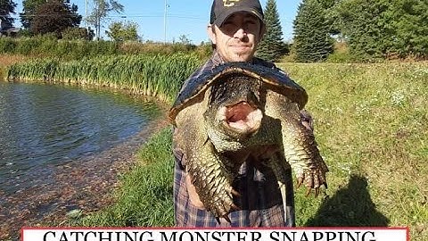 Catching Huge Snapping Turtle -How too